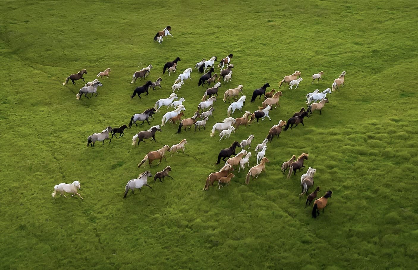 Aerial horses in motion across the flagship landscape — scale and disciplined operations