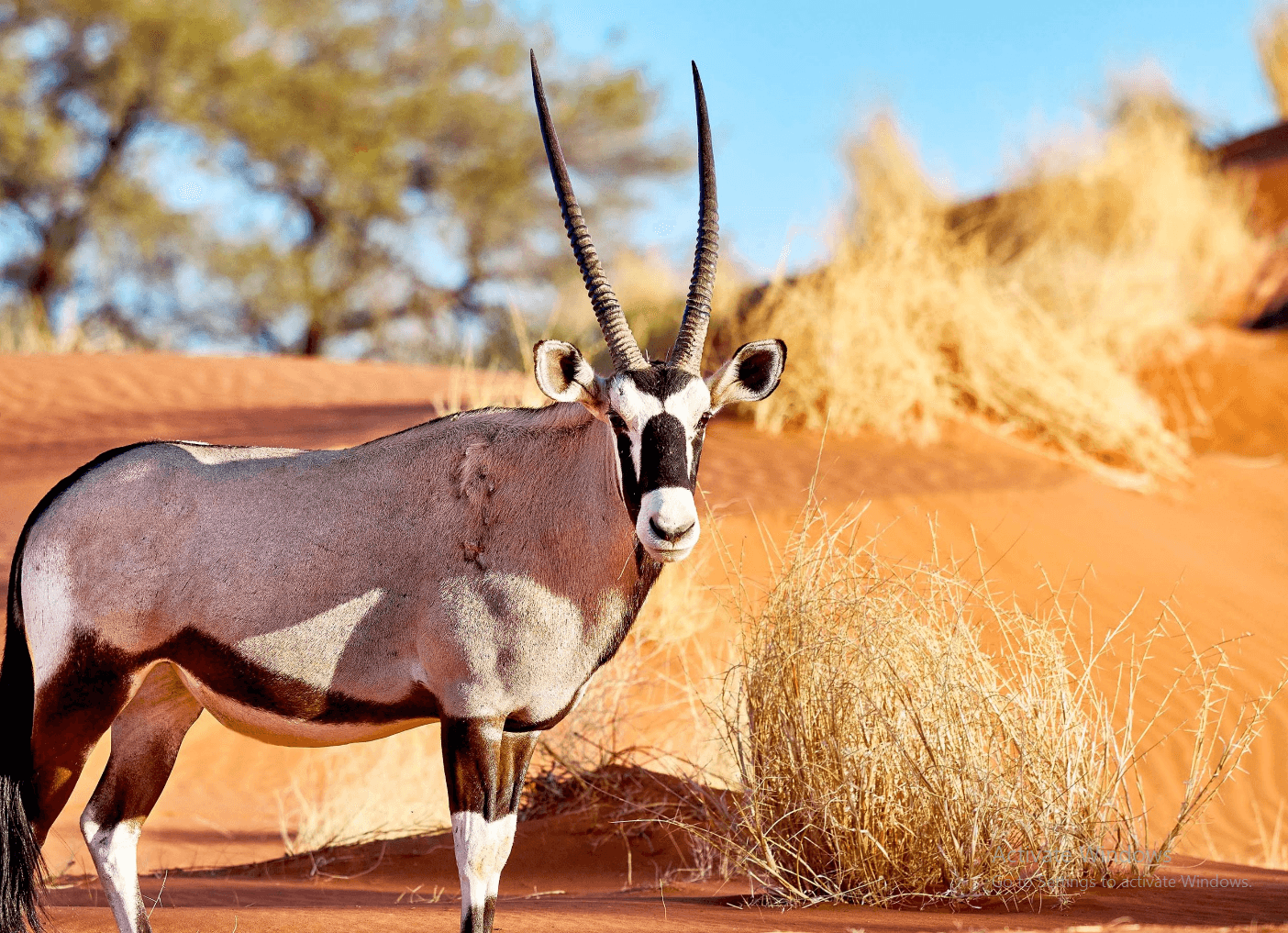 Open range and resilient livestock — scale, stewardship, and long-horizon operations